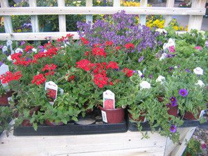 Phoenix Arizona Nurseries Gardeningphoenix Gardening Phoenix Nursery