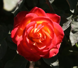 Phoenix Rose nude 850