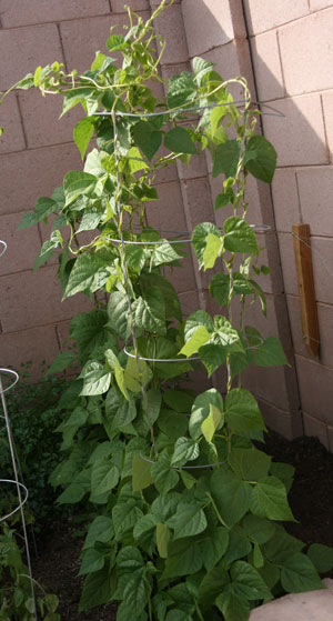 Grow Vegetables In Phoenix Arizona Gardeningphoenix Gardening Grow Vegetables In Phoenix Arizona