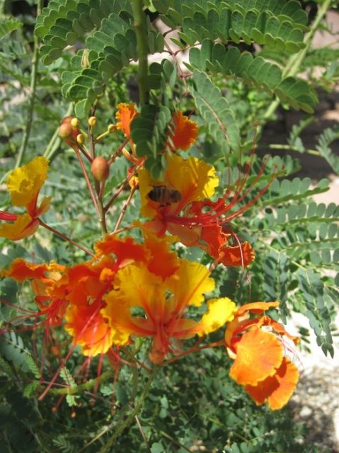Perennial Flower Gardening In Phoenix Phoenix Gardening